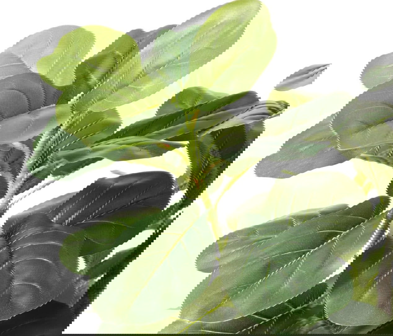 6/7 Feet Potted Ficus Lyrata Faux Tree n Pot with Dried Moss - Graceland Home and Living -  - #tag1#