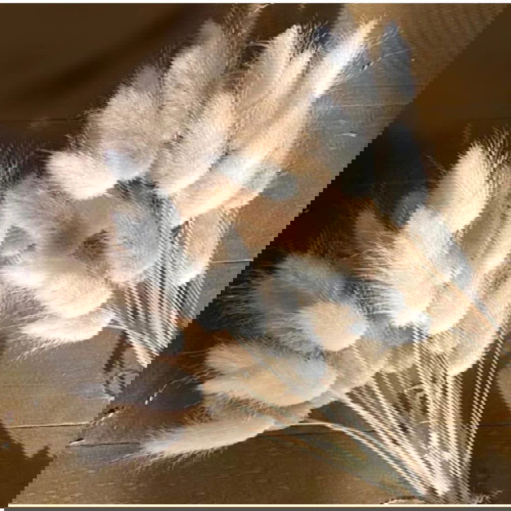 60pcs Mix Bunny Rabbit Tails Grass Dried Flowers Bouquet - Graceland Home and Living -  - #tag1#