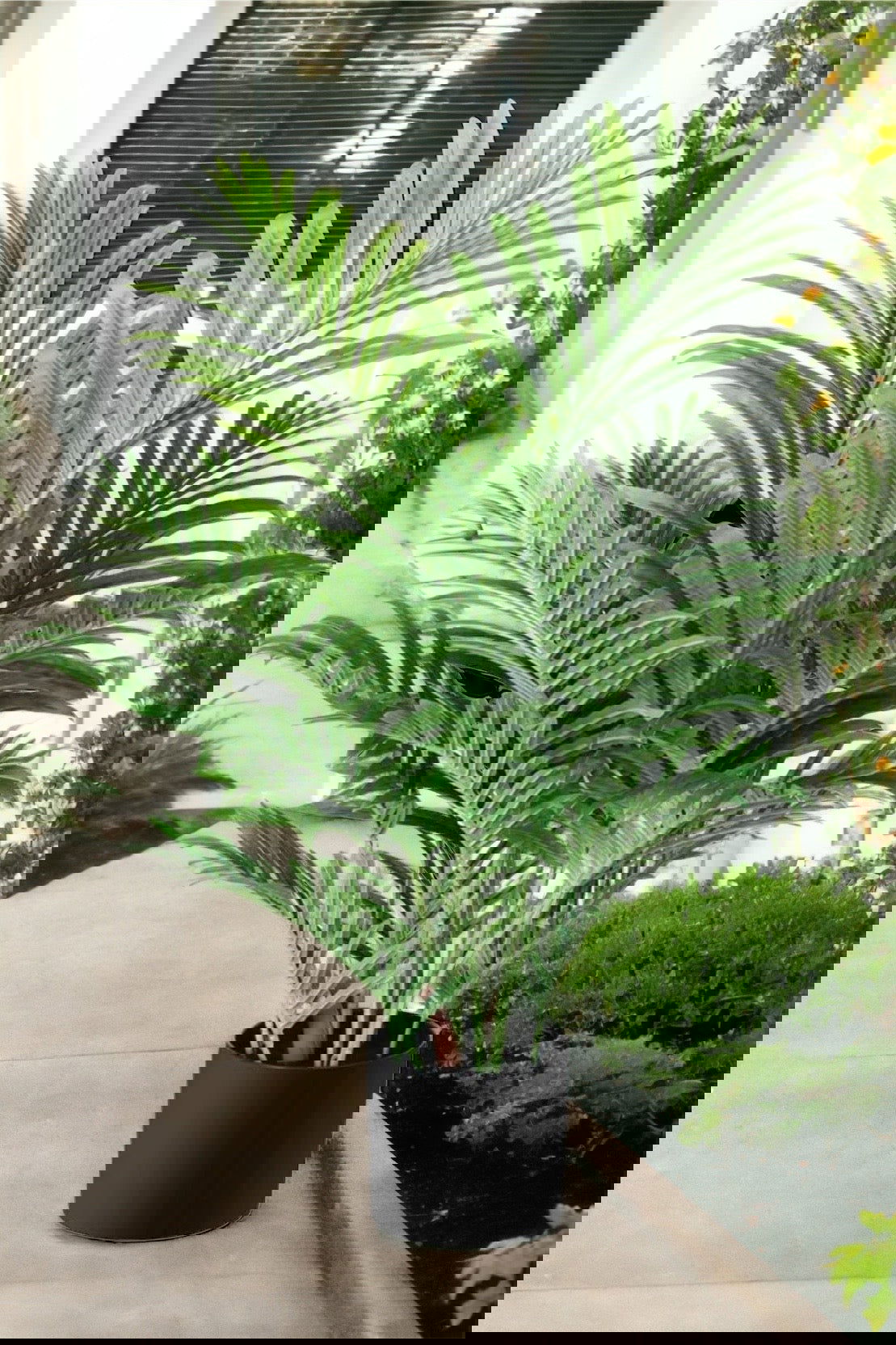 Artificial Majestic Palm Tree - Graceland Home and Living -  