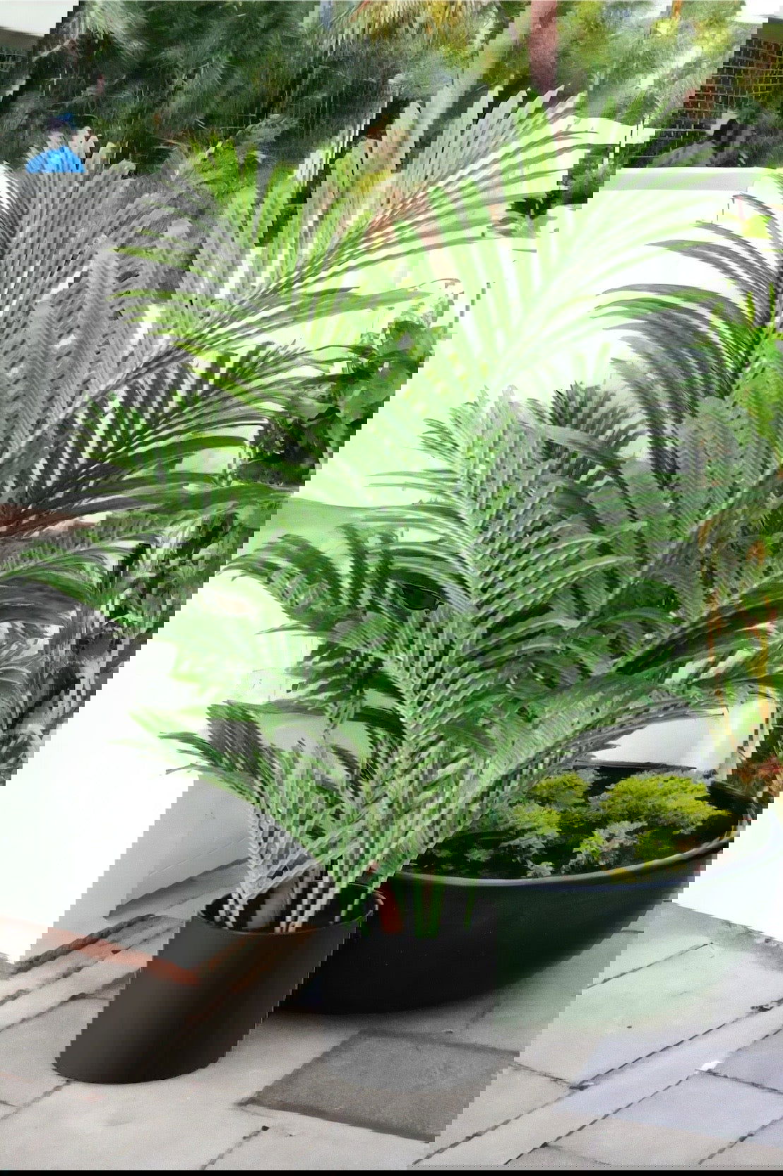 Artificial Majestic Palm Tree - Graceland Home and Living -  