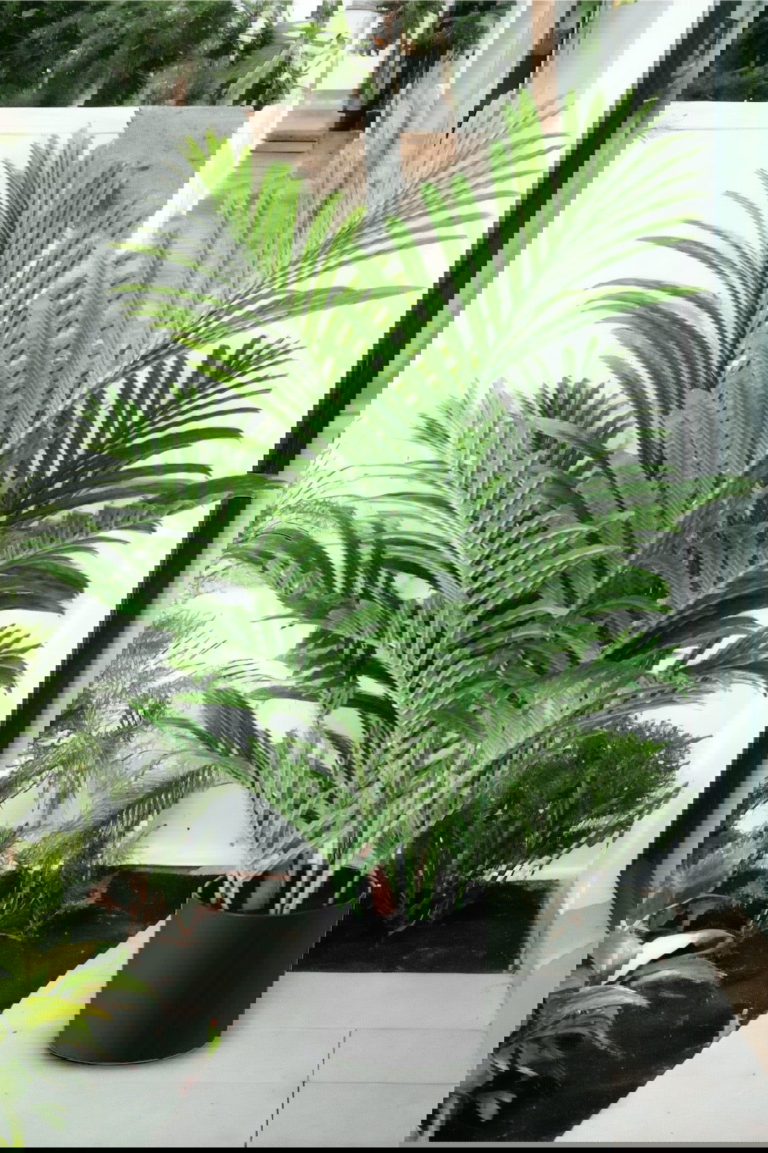 Artificial Majestic Palm Tree - Graceland Home and Living -  - #tag1#