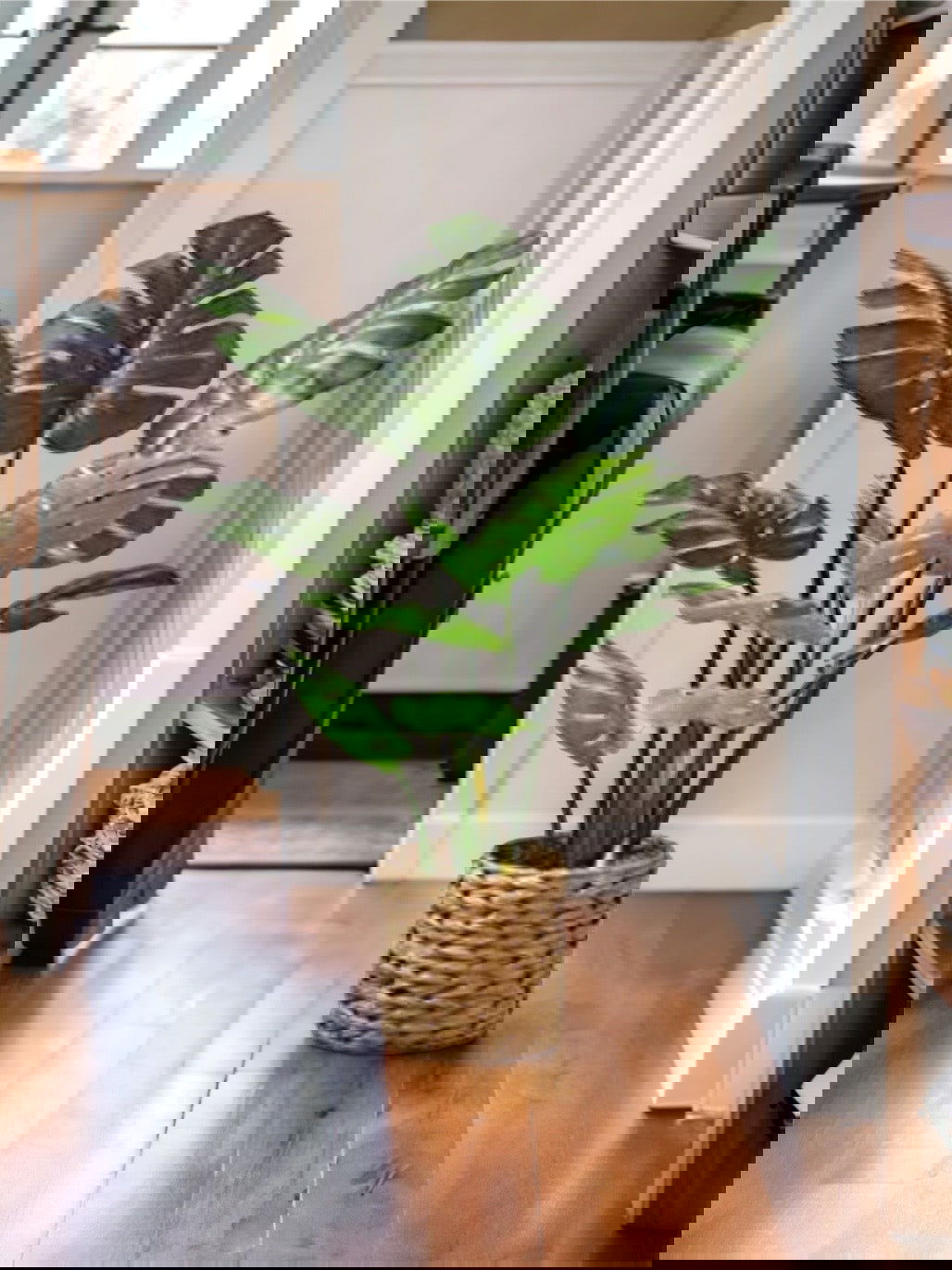 Artificial Tree Monstera Deliciosa -Tropical Palm Tree - Graceland Home and Living -  