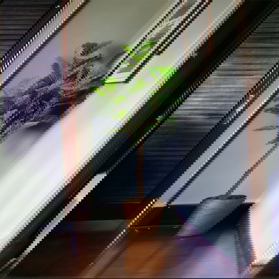 Faux Fiddle Leaf Fig Tree in a plastic nursery pot - Graceland Home and Living -  