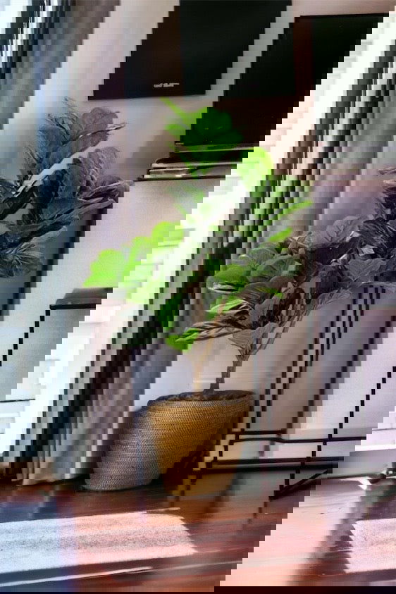 Faux Fiddle Leaf Fig Tree in a plastic nursery pot - Graceland Home and Living -  