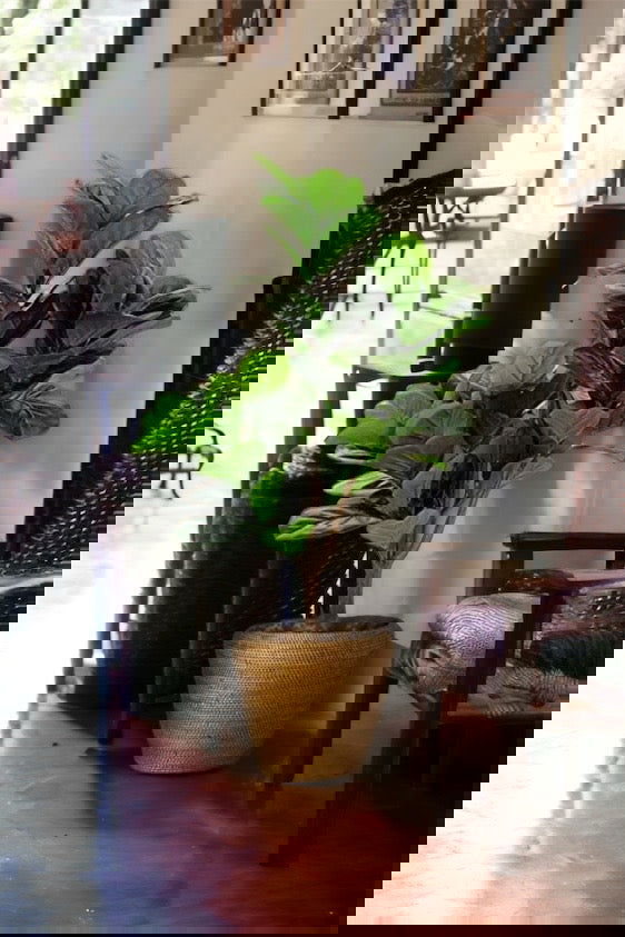 Faux Fiddle Leaf Fig Tree in a plastic nursery pot - Graceland Home and Living -  