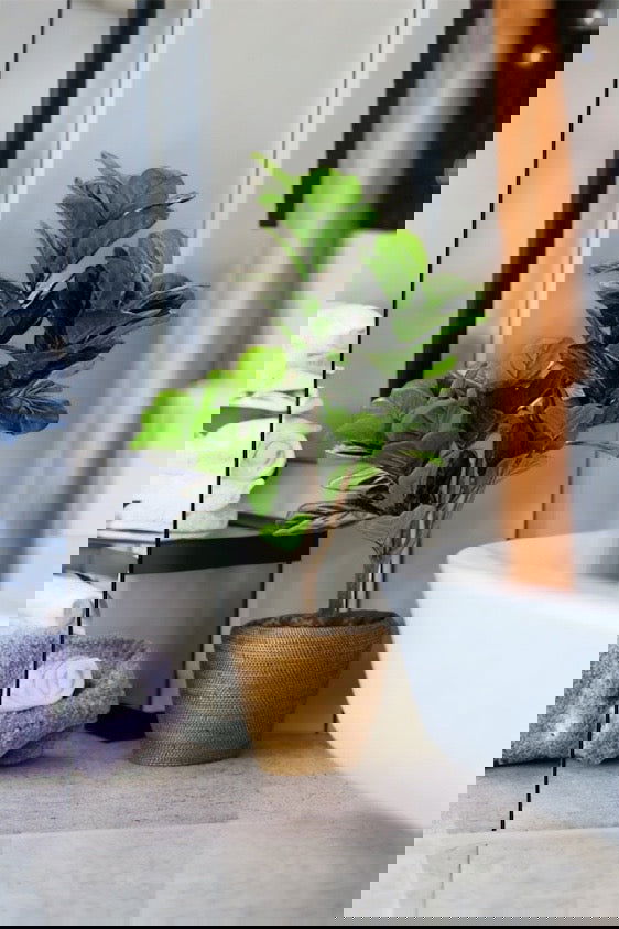 Faux Fiddle Leaf Fig Tree in a plastic nursery pot - Graceland Home and Living -  