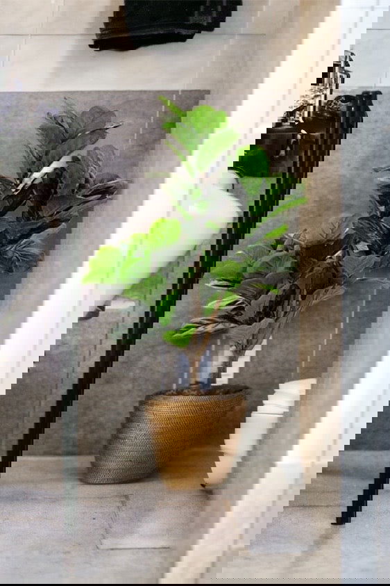 Faux Fiddle Leaf Fig Tree in a plastic nursery pot - Graceland Home and Living -  