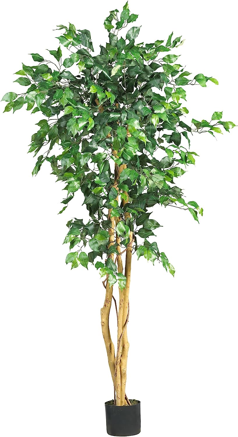 Ficus Silk Tree, 6-Feet, Green, 1008 individual leaves - Graceland Home and Living -  