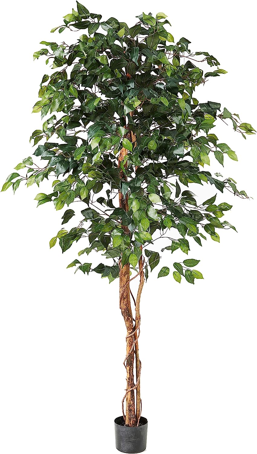 Ficus Silk Tree, 6-Feet, Green, 1008 individual leaves - Graceland Home and Living -  
