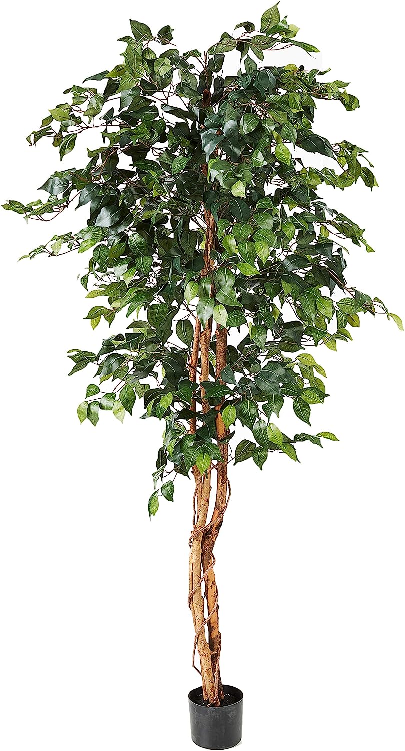 Ficus Silk Tree, 6-Feet, Green, 1008 individual leaves - Graceland Home and Living -  