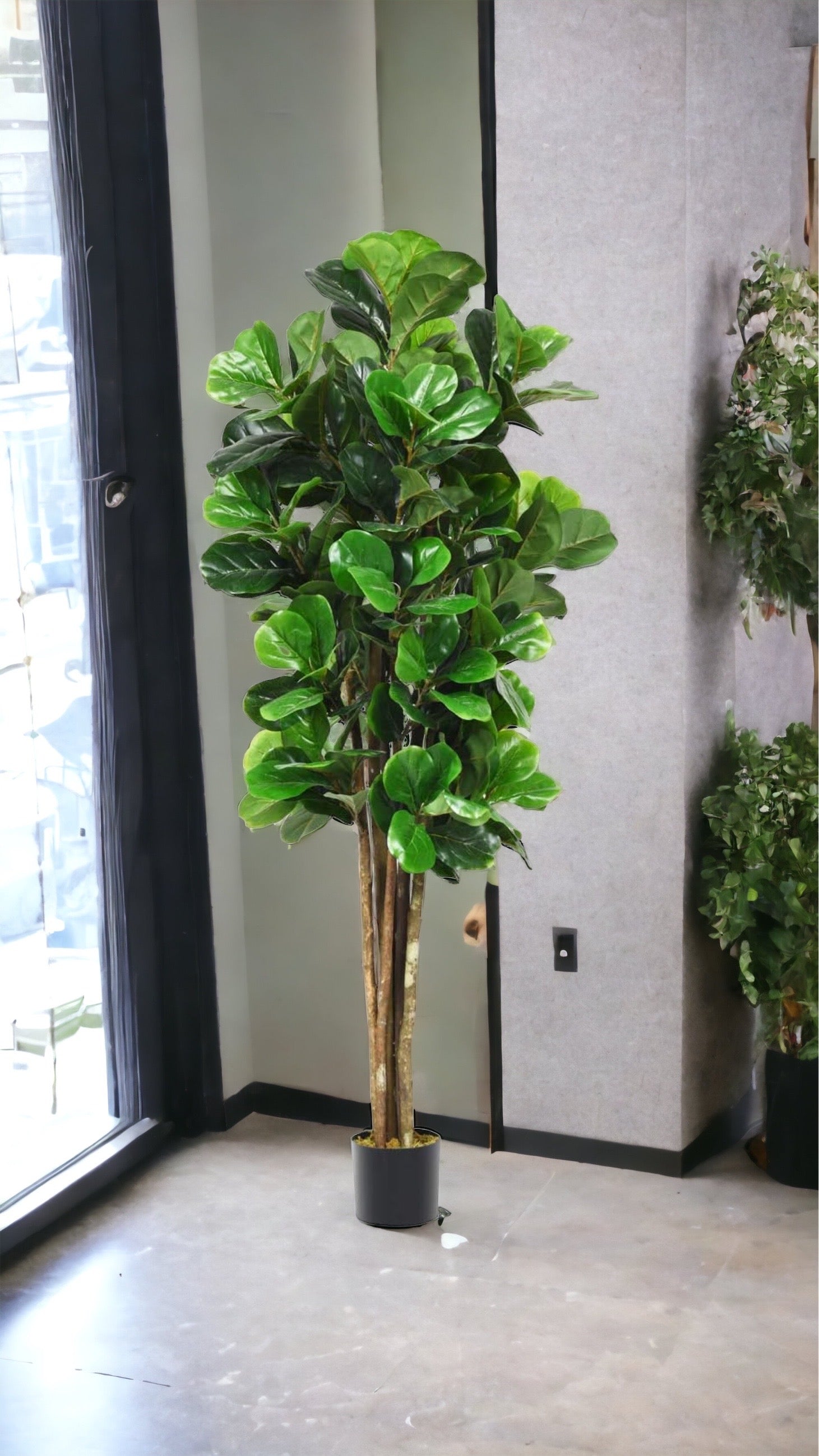 Fiddle Leaf Fig Tree for Indoor Decoration - Graceland Home and Living -  
