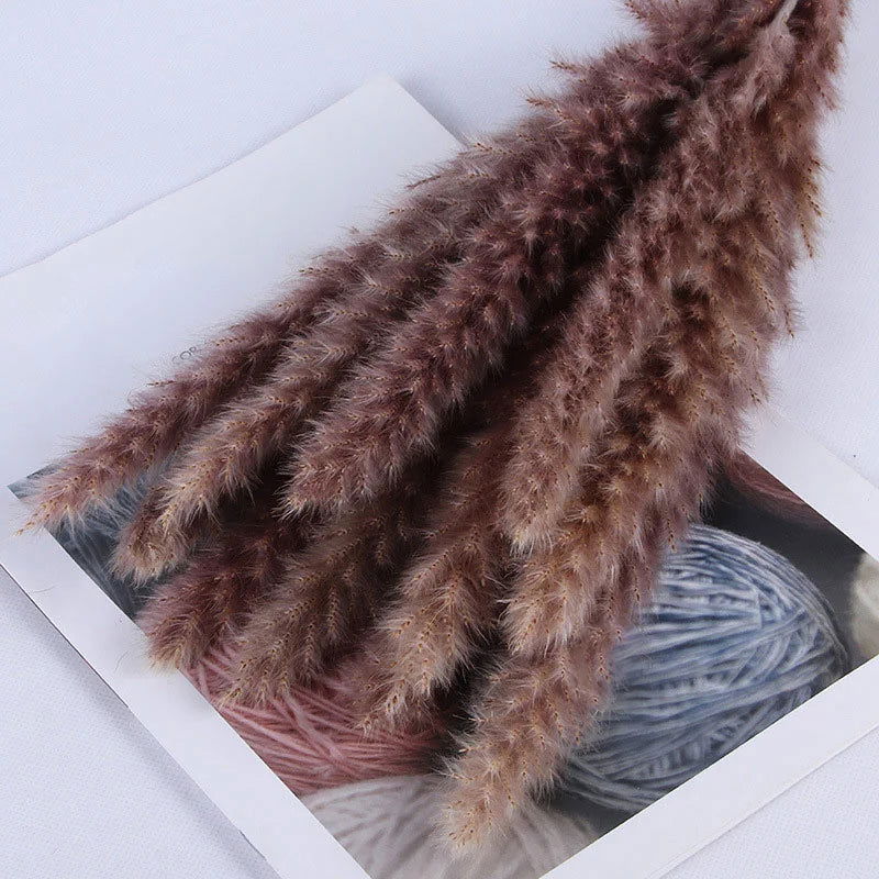 Natural Dried Flowers Pampas Phragmites Rabbit Tail Grass Bouquet for Home Decor . - Graceland Home and Living -  