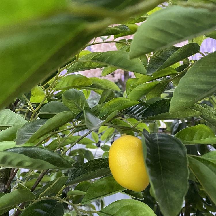 Plastic Home Decorative Fruit Tree Artificial Lemon Tree - Graceland Home and Living -  
