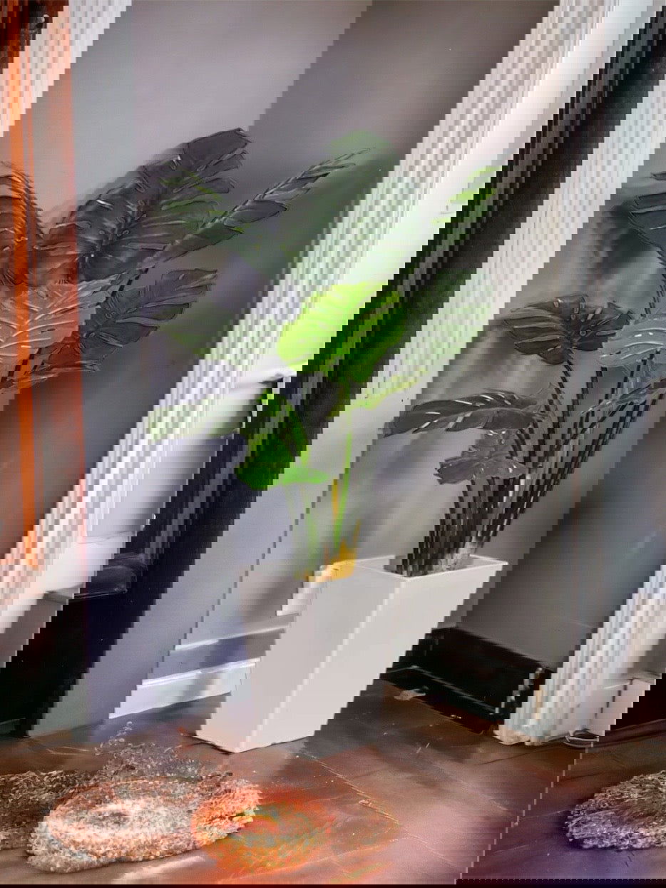 Set of 2 Artificial Monstera Deliciosa Plants in Plastic Pots, - Graceland Home and Living -  